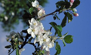 jablon kwiaty 019 
