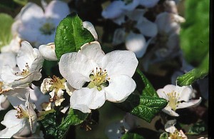 jablon kwiaty 022 