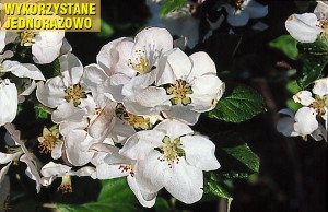 jablon kwiaty 023 