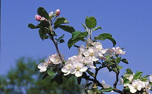 jablon kwiaty 024 