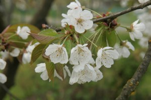 jablon kwiaty 027c