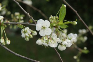 jablon kwiaty 028c