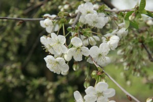 jablon kwiaty 029c