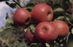 jablka 022