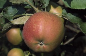 jablka 036