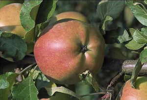 jablka 039