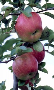 jablka 061