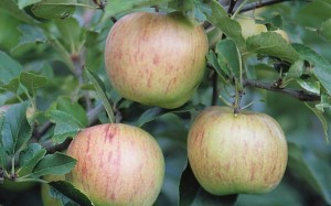 jablka 067