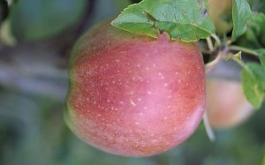 jablka 073