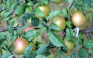 jablka 076 