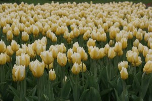 tulipan 002c