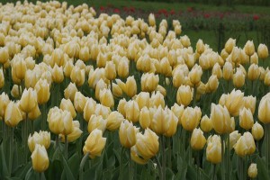 tulipan 003c