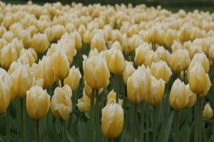 tulipan 006c