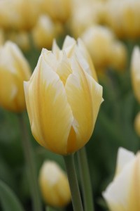 tulipan 008c