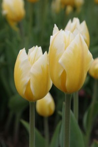 tulipan 009c