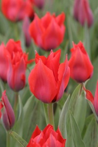 tulipan 016c