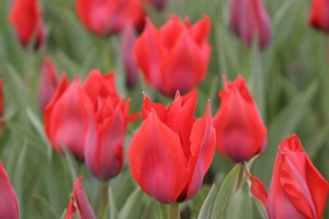 tulipan 017c