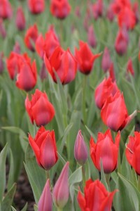 tulipan 019c