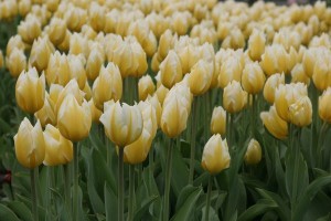 tulipan 021c