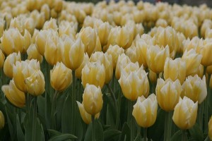tulipan 022c
