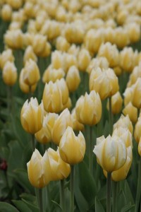tulipan 023c