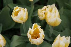 tulipan 024c