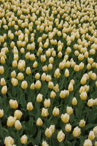 tulipan 025c