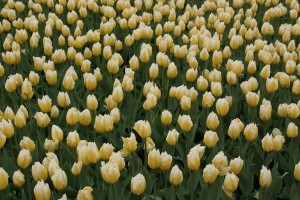 tulipan 026c
