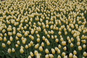 tulipan 027c