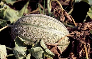 melon 003