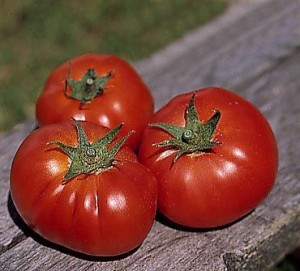 pomidory 002