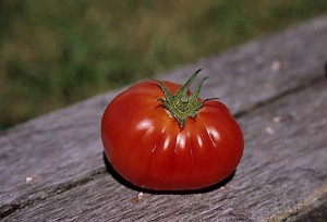 pomidory 003