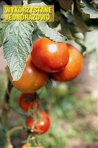 pomidory 005
