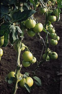 pomidory 008