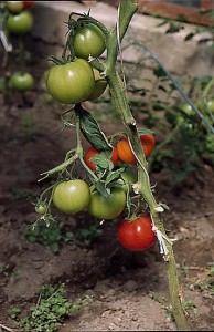 pomidory 009