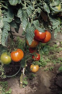 pomidory 011
