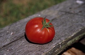 pomidory 016