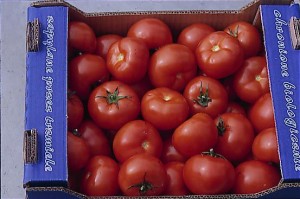 pomidory 017