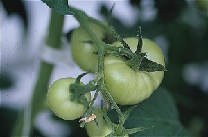pomidory 022
