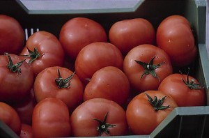 pomidory 024