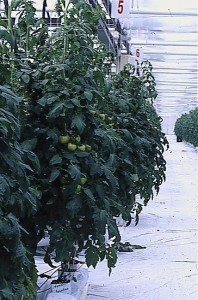 pomidory 026