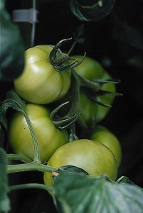 pomidory 030