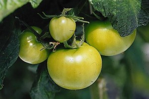 pomidory 031