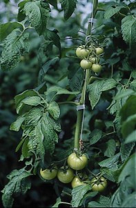 pomidory 033