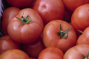pomidory 037