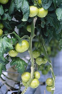 pomidory 038