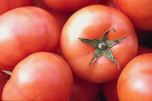 pomidory 043