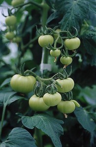 pomidory 045