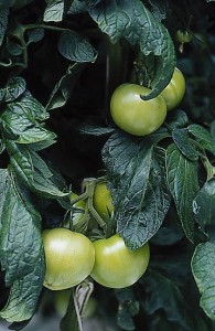 pomidory 046