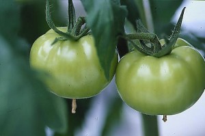 pomidory 054
